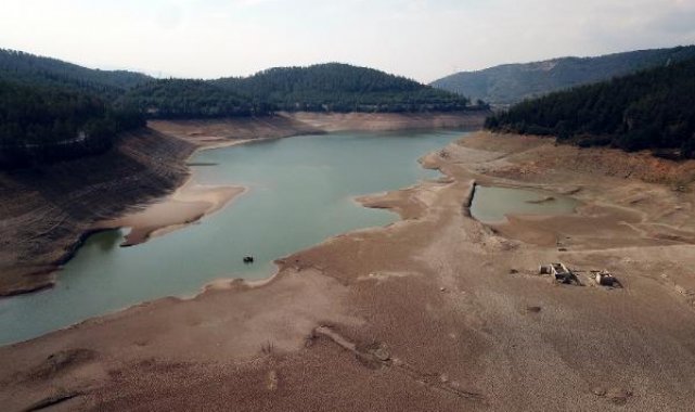 Bursa'da kuruyan sulama barajında, koyun ve keçiler otluyor