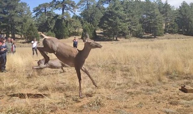 Bursa'dan Burdur'a getirilen 3 kızılgeyik doğaya bırakıldı