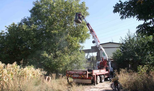 Can güvenlikleri için ağaçlardaki cevizleri vinçle topluyorlar