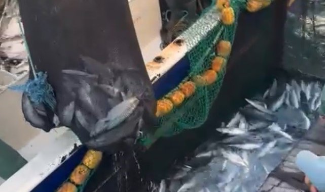Çanakkale Boğazı'nda torik bereketi