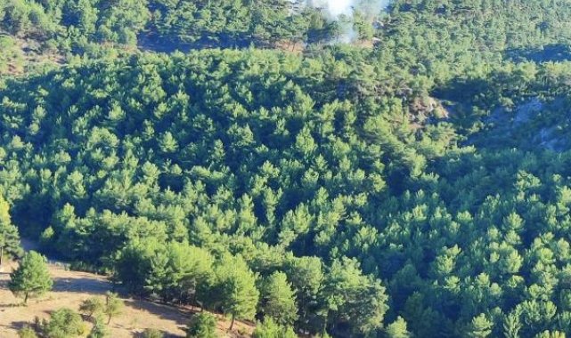 Çanakkale'de orman yangını