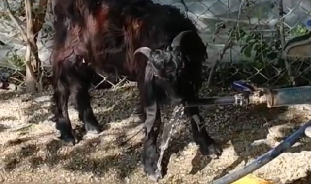 Çeşmeyi açıp musluktan su içen keçi ilgi odağı oldu