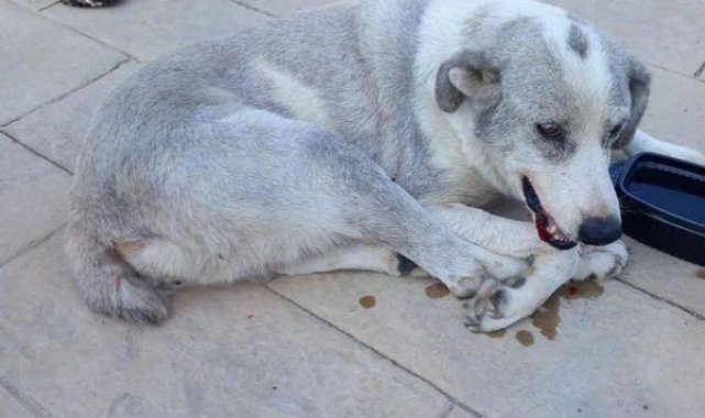 Ciple sokak köpeğinin üzerinden geçti; o anlar kamerada