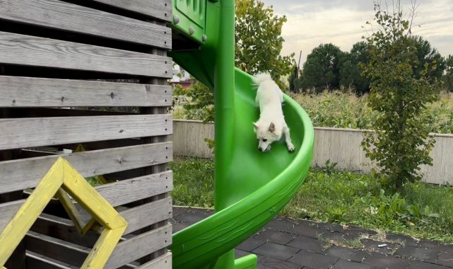 Çocuklar gibi kaydıraktan kayan köpek güldürdü