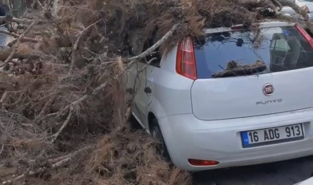 Çürük ağaç otomobilin üzerine devrildi