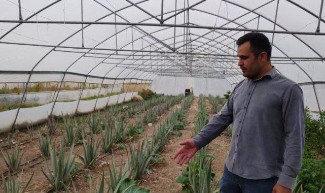 Derecik'te ilk kez yetiştirilen aloe vera üreticiyi memnun etti