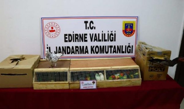 Edirne'de durdurulan otobüste kaçak hayvanlar ele geçirildi