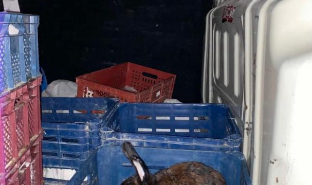 Edirne'de nakil belgesiz taşınan 100 tavşan ele geçirildi