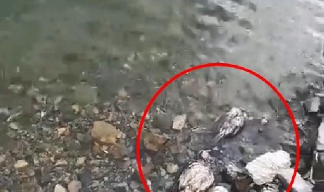 Elazığ'da su kenarında şüpheli keklik ölümleri tedirgin etti