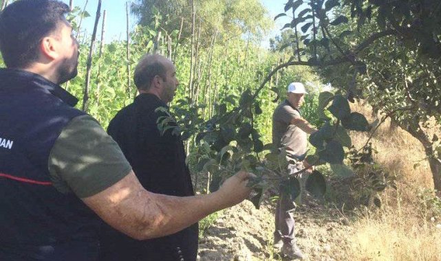 Emet Küreci Elması fidanlarının izleme ve denetimi yapıldı