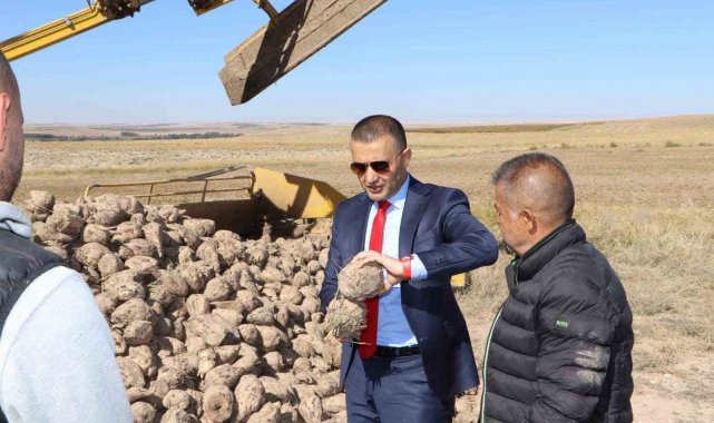 Emirdağ ilçesinde şeker pancarı hasadı sürüyor