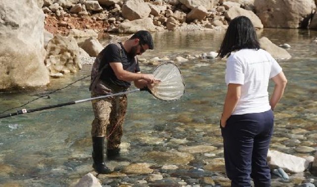 En son 11 yıl önce balıkçı tezgahında görülmüştü; leopar sazanı bulmak için Siirt'e geldiler