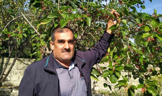 Erzin'de ahududu yeniden meyve verdi