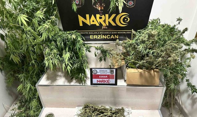 Erzincan'da 1.285 gram esrar ve 11 kök kenevir ele geçirildi