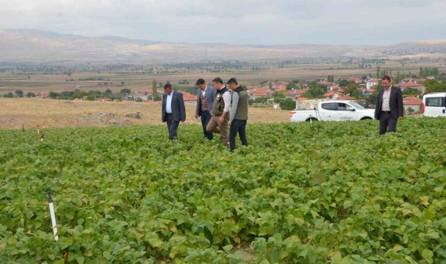 Fasulye hasadı bu yıl 16 bin ton olarak gerçekleşti