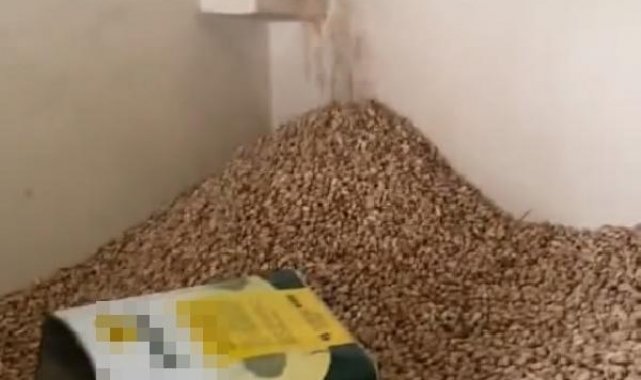 Fıstık deposundaki görüntülere tepki