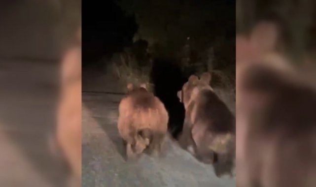 Gece otomobilin önünde koşan iki ayı cep telefonuyla görüntülendi