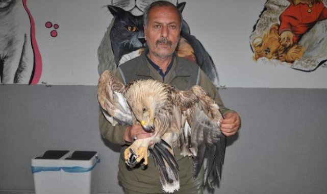 Göç sırasında bitkin düşen şah kartal, korumaya alındı