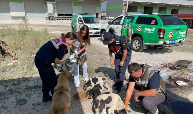 HAYDİ ekipleri sokak hayvanlarını besledi