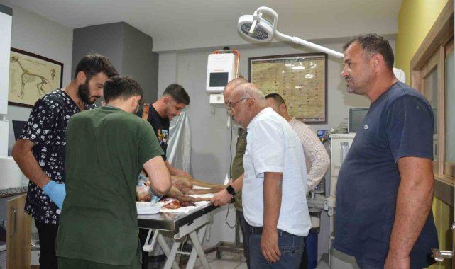 Hayvanların saldırısına uğrayan karaca koruma altına alındı