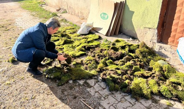 Hisarcık'ta yosun ihracat sınır kontrolleri
