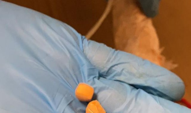 İç çamaşırlarından uyuşturucu hap çıktı