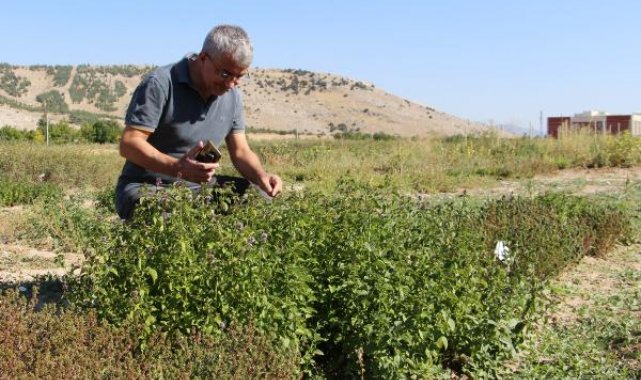 Isparta'da kurulan bahçe, mentollü nane yağında dışa bağımlılıktan kurtaracak