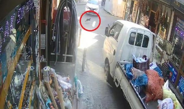 Kamyonetiyle ters yöne giren sürücü, sokak kedisini ezip yoluna devam etti
