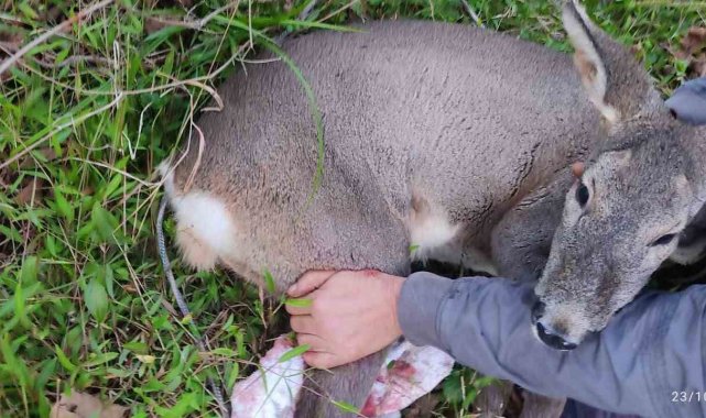 Köpeklerin saldırısına uğrayan karacayı işçiler kurtardı