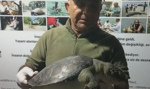 Kuşadası sahillerinde üç yeşil deniz kaplumbağası ölü bulundu
