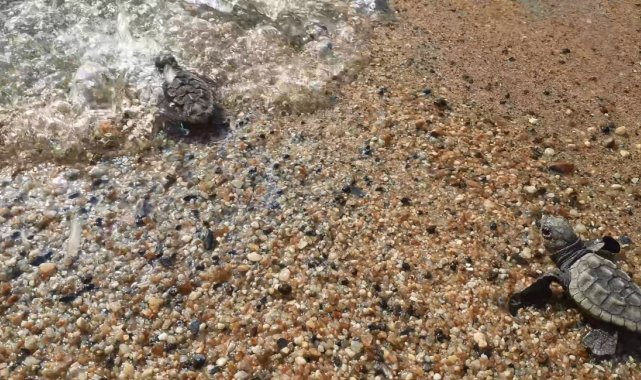 Kuşadası ve Didim'de 502 kaplumbağa yavrusu denizle buluşturuldu
