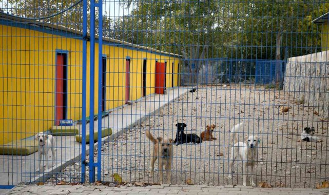 Kuşadası'nda 38 can dostu hayata tutundu