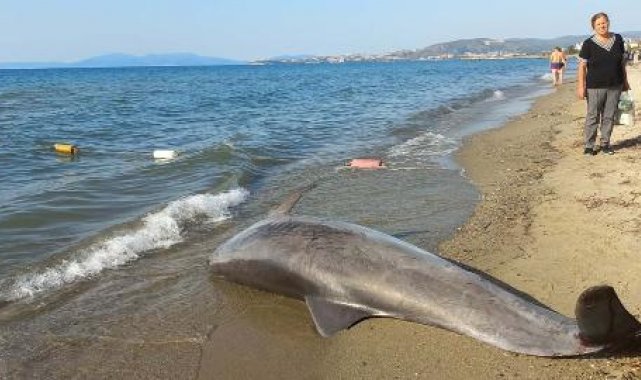 Kuşadası'nda kıyıya vurmuş ölü yunus bulundu