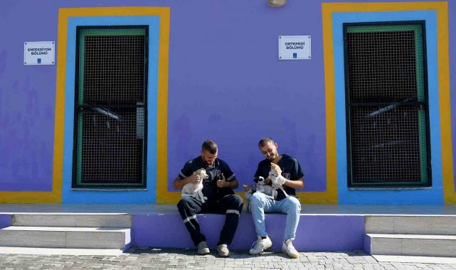 Kuşadası'nın sokak hayvanları sevgi ve müziğin gücüyle iyileşiyor