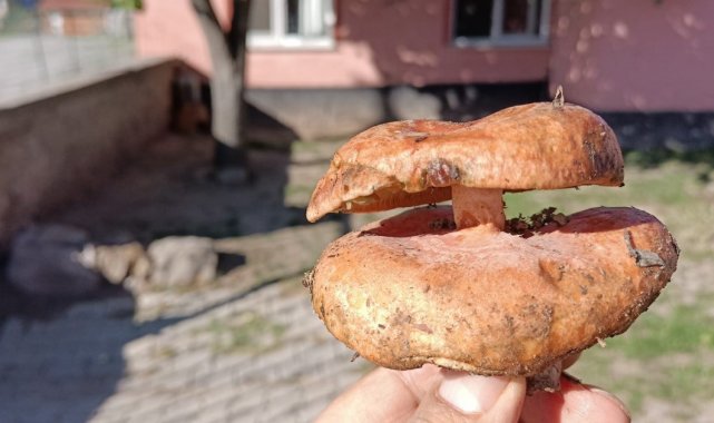 Kütahya'da çift başlı melki mantarı bulundu