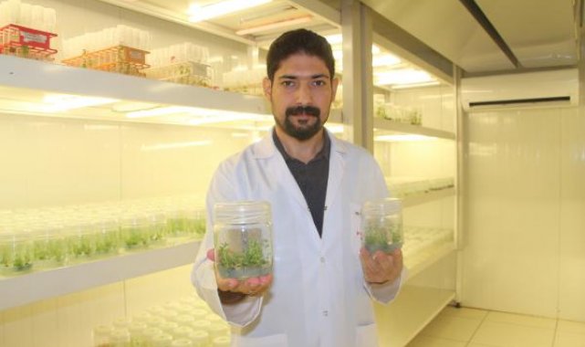 Laboratuvarda hastalığa ve kuraklığa dayanıklı bitkiler klonlanıyor