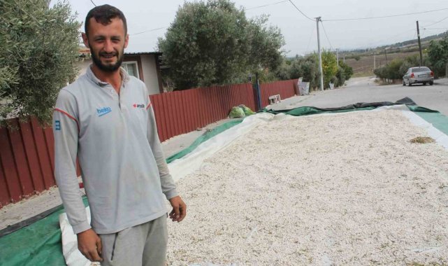 Manyas'ın coğrafi işaretli kazak fasulyesinde hasat başladı