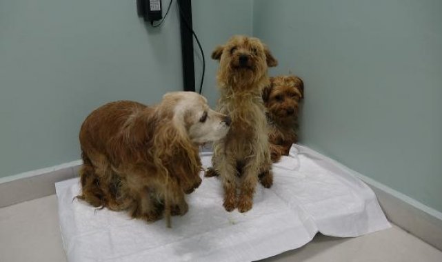 Merdiven altı üretimin ardından sokağa atılan 3 cins köpek, bitkin halde bulundu