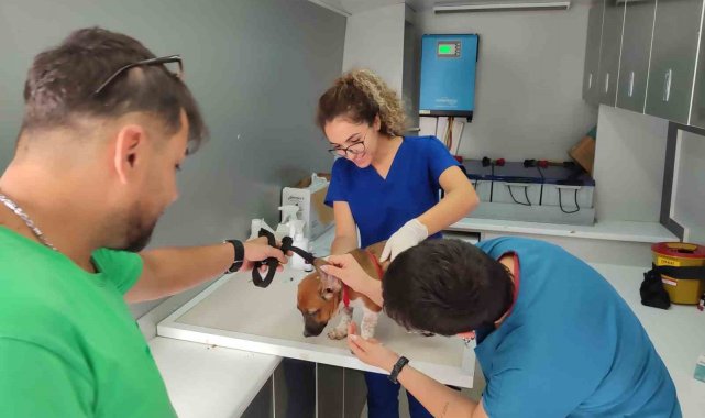 Muğla'da 62 bin 63 evcil hayvana mikroçip takıldı