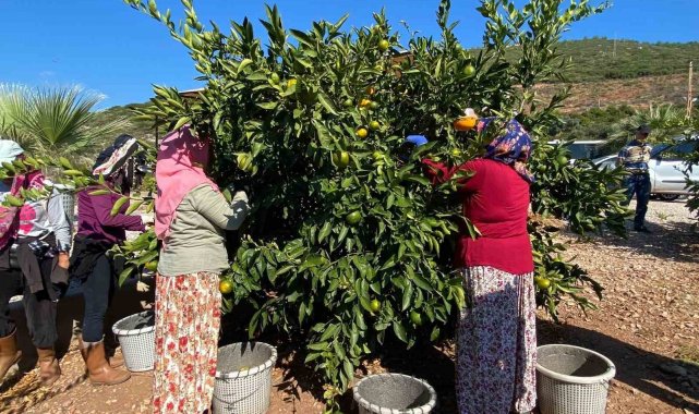 Muğla'da narenciye bahçelerinde hasat dönemi başladı