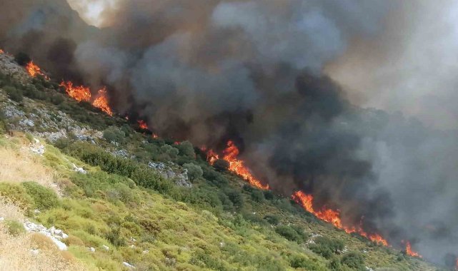 Muğla'da orman yangını