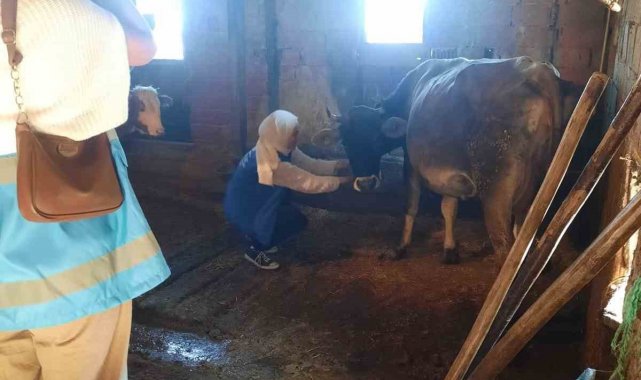 Öğrenciler inek sağıp odun kırdı