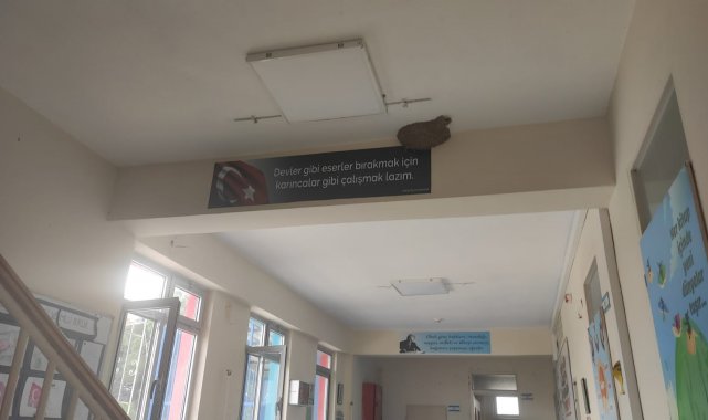 Okula yuva yapan kırlangıçların göç etmesi üzdü