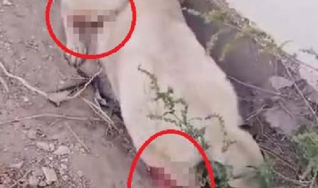 Ördek ve tavuklarını yediğini iddia ettiği 2 köpeği tüfekle vurdu