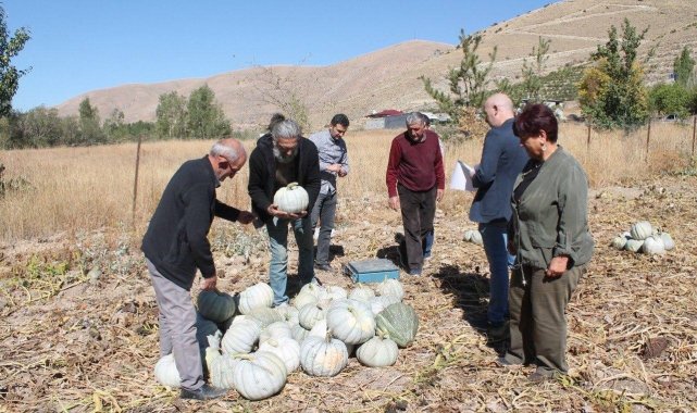 Organik Bayburt bal kabağı tarladan tezgaha tezgahtan sofraya ulaşıyor