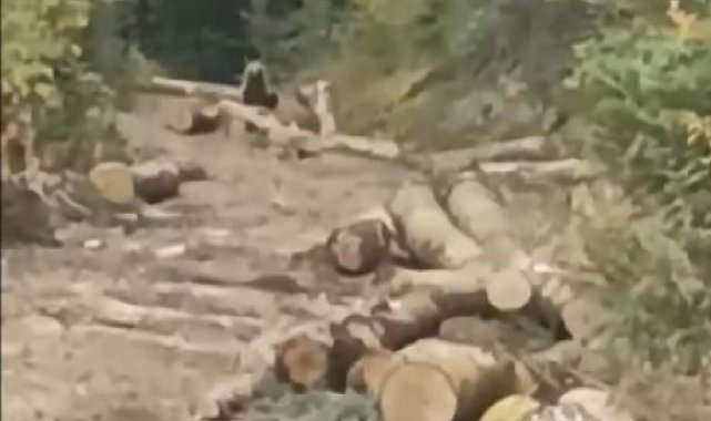 Orman kesim alanına gelen ayı, işçileri korkuttu