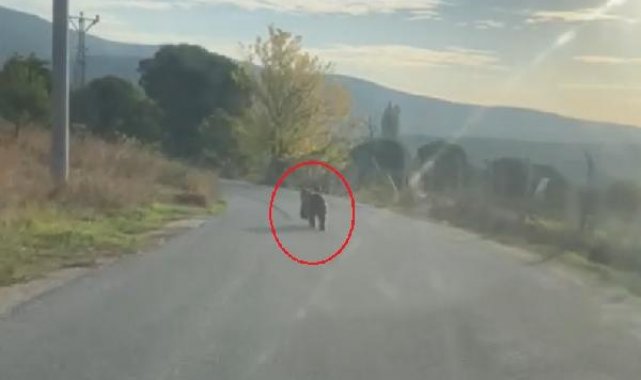 Otomobilin önüne çıkan yavru ayı kamerada