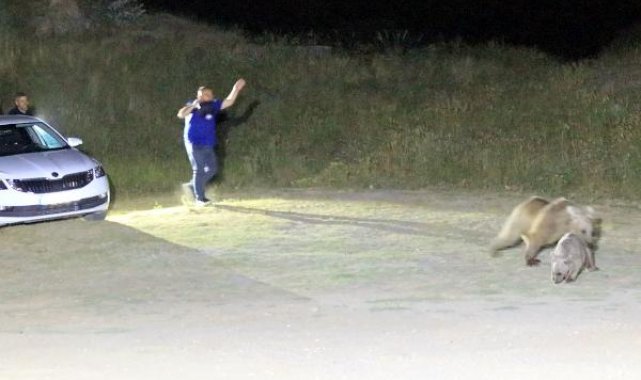 Piknik yapan aile, 2'si yetişkin 4 ayıyı ağaç dallarıyla uzaklaştırdı