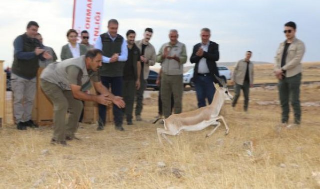Şanlıurfa dağlarındaki ceylan sayısı 413'e ulaştı