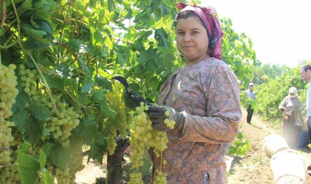 Sarıgöl'den günde 5 tır üzüm ihraç ediliyor